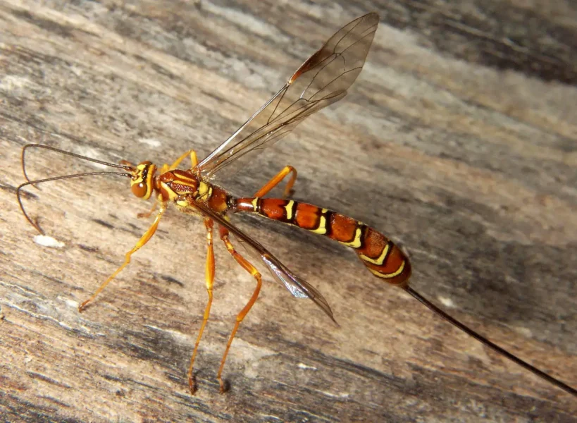 Ichneumon Wasp