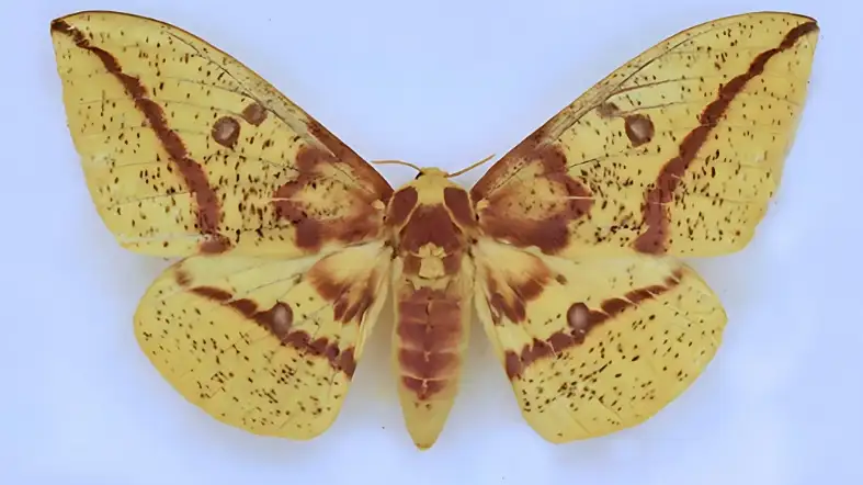 Imperial Moth