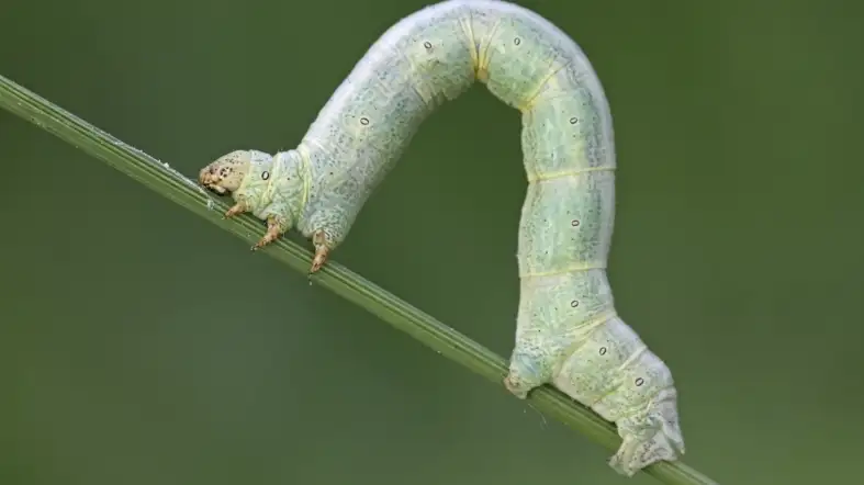 Inchworm (Caterpillar)