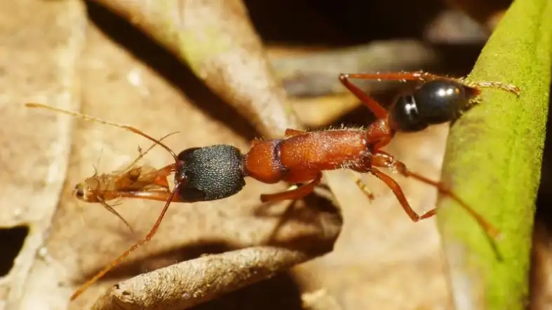 Indian Jumping Ant