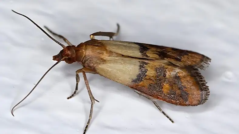 Indian Mealmoth