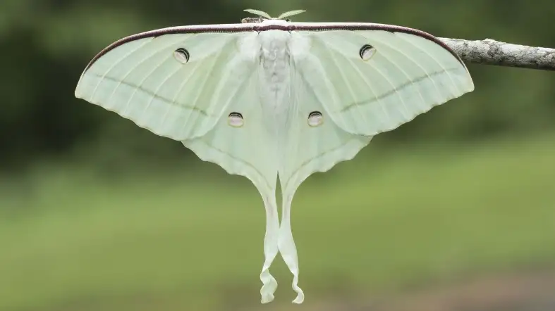 Indian Moon Moth