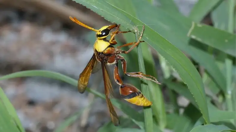 Indian Potter Wasp