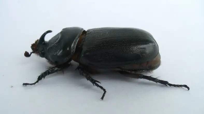 Indian Rhinoceros Beetle