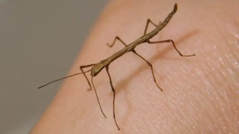 Indian Stick Insect