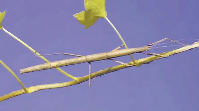 Indian Walking Stick