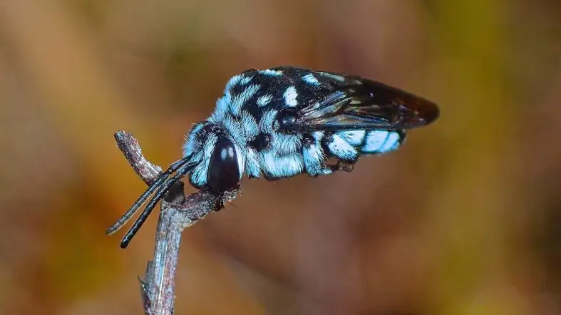 Iridescent Cuckoo Bee