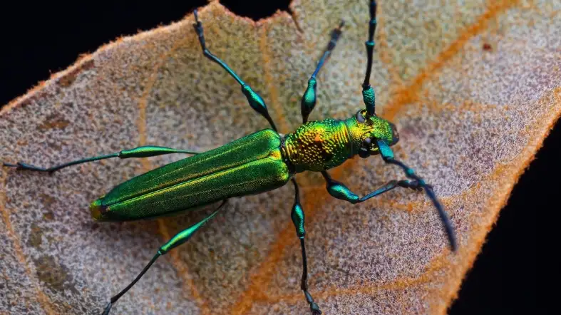 Iridescent Longhorn Beetle