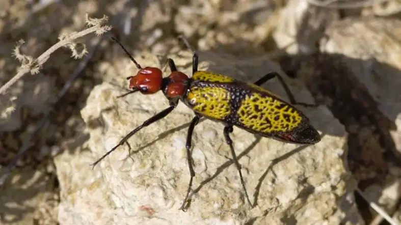 Iron Cross Blister Beetle