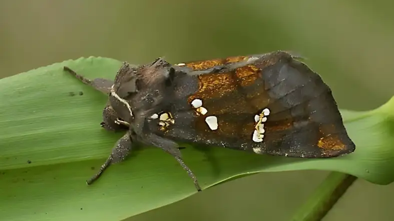 Ironweed Borer Moth