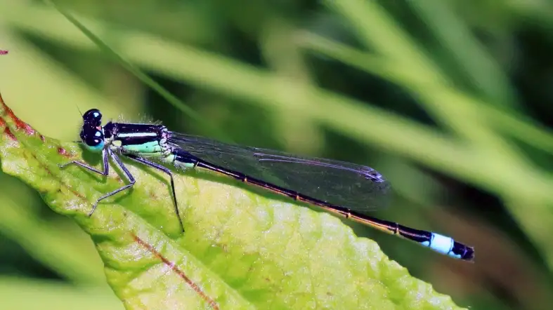 Ischnura Damselfly