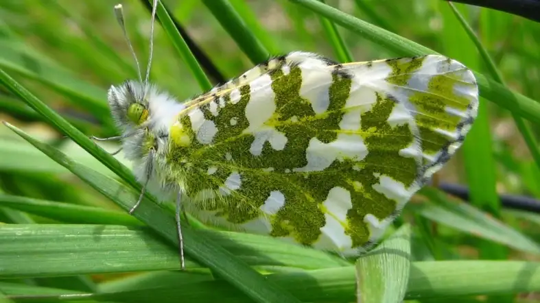 Island Marble Butterfly
