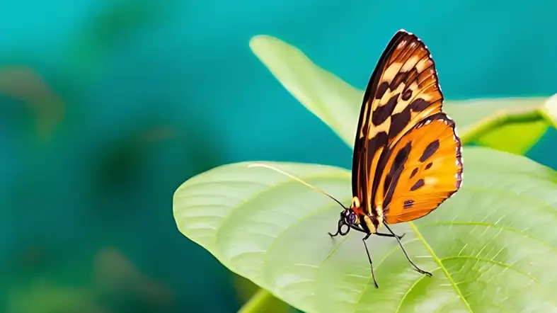 Ithomiine Butterflies