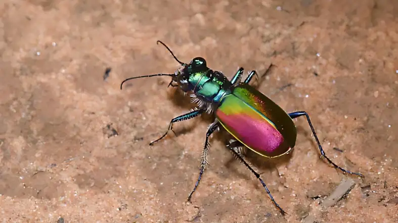 Ivory-striped Tiger Beetle