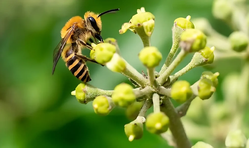 Ivy Bee