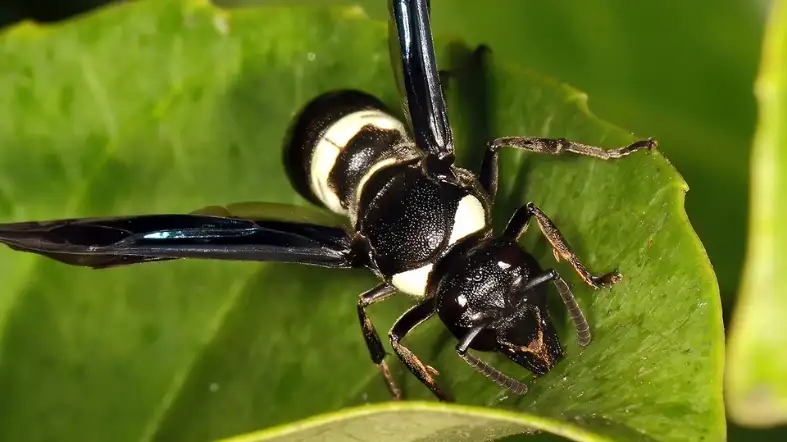 Mason Wasp (Monobia quadridens)