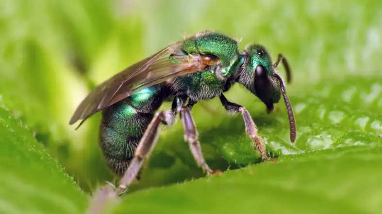 Metallic Green Sweat Bee (Augochlora spp.)