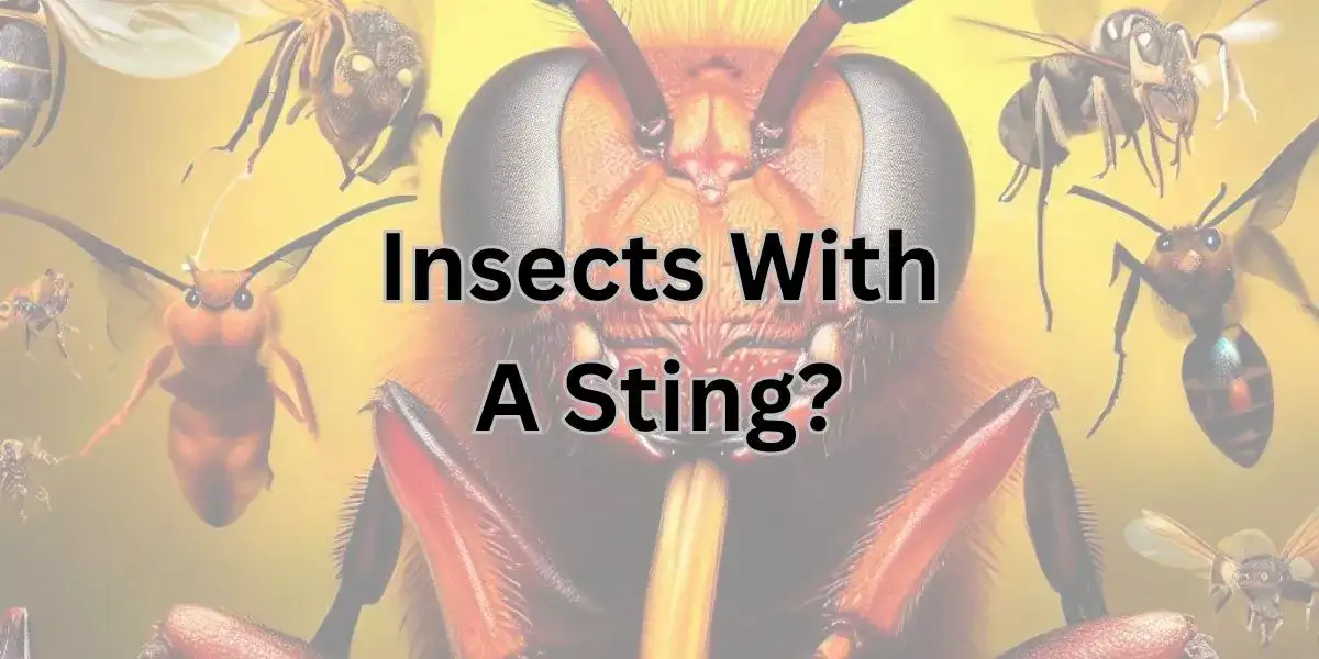 Name An Insect With A Sting