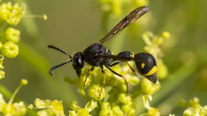 Potter Wasp (Eumenes spp.)