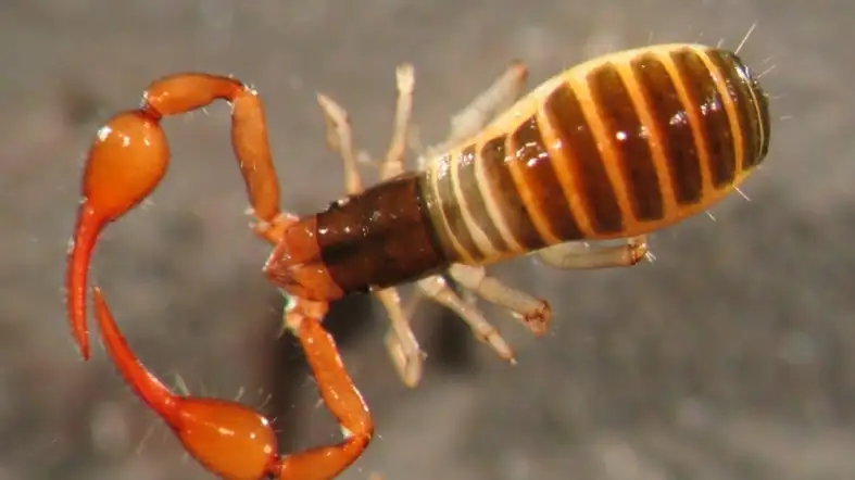 Pseudoscorpions (Pseudoscorpiones)