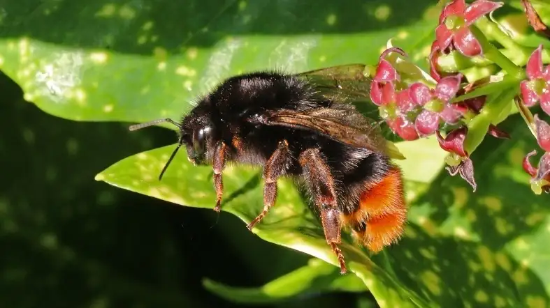 Red-Tailed Bumblebee (Bombus lapidarius)