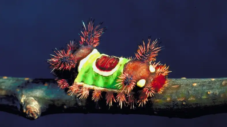 Saddleback Caterpillar