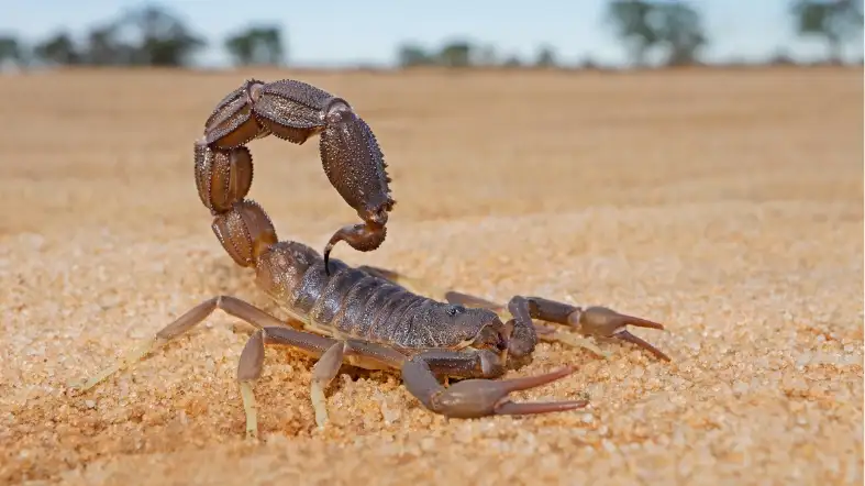 Scorpion