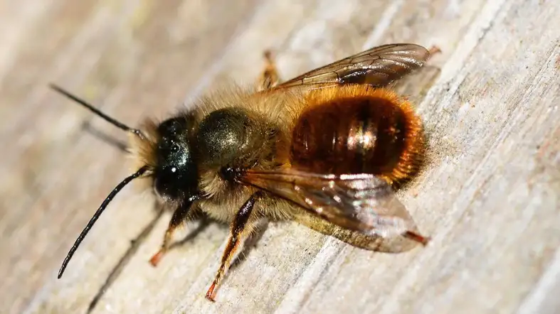 Solitary Bees (Like the Mason Bee)
