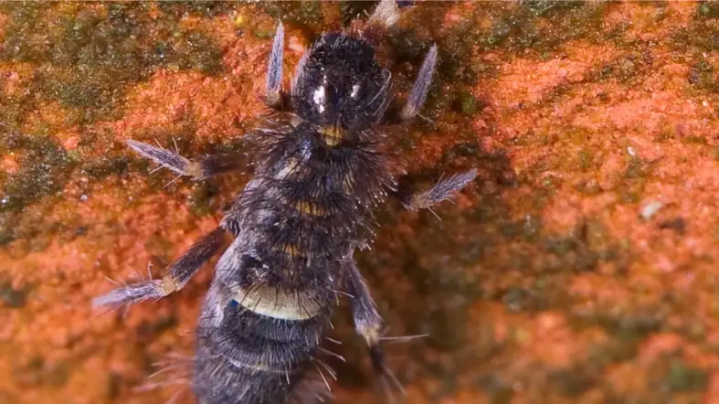 Springtails (Collembola)