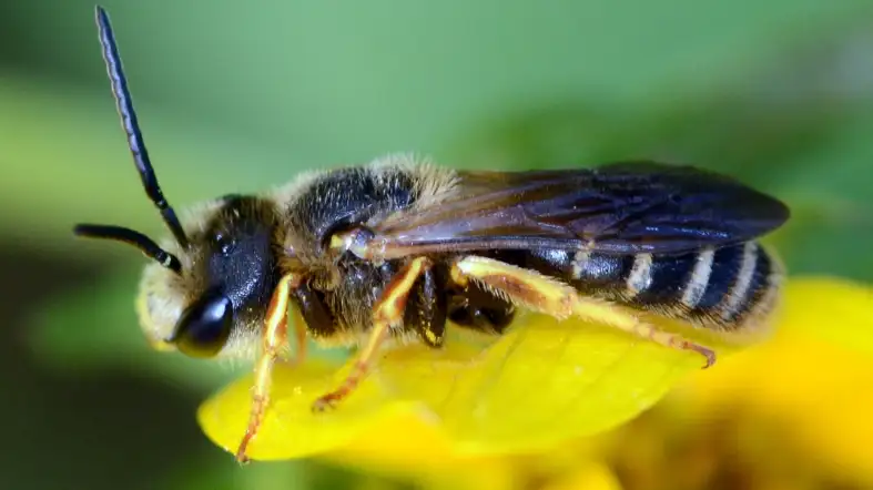 Sweat Bee (Halictus spp.)