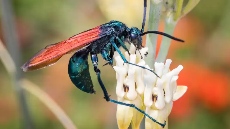 Tarantula Hawk Wasp