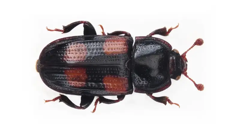 Tick-like Beetles (Nitidulidae)