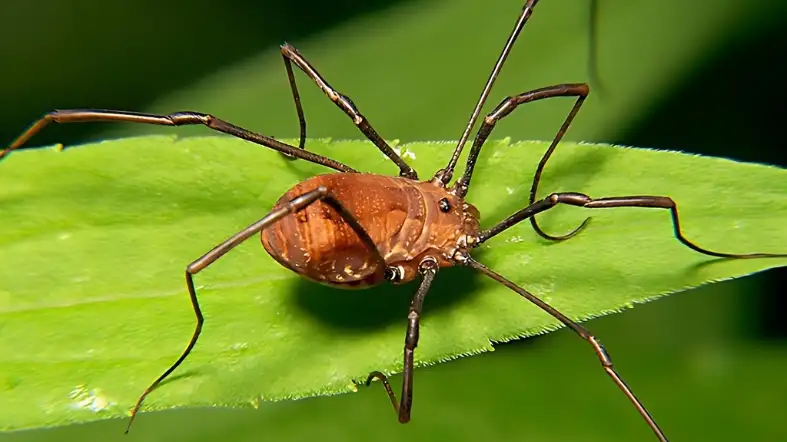 Tick-like Harvestmen (Opiliones)