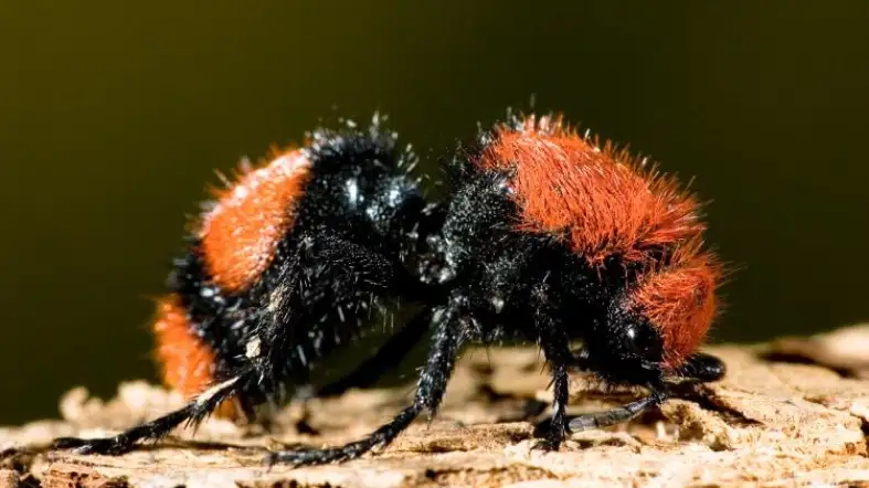 Velvet Ant (also known as the Cow Killer)