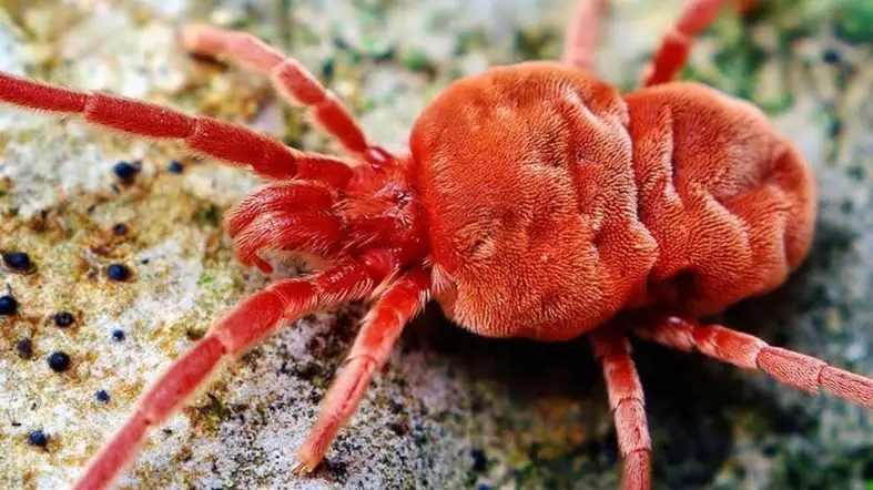 Velvet Mites (Trombidiidae)