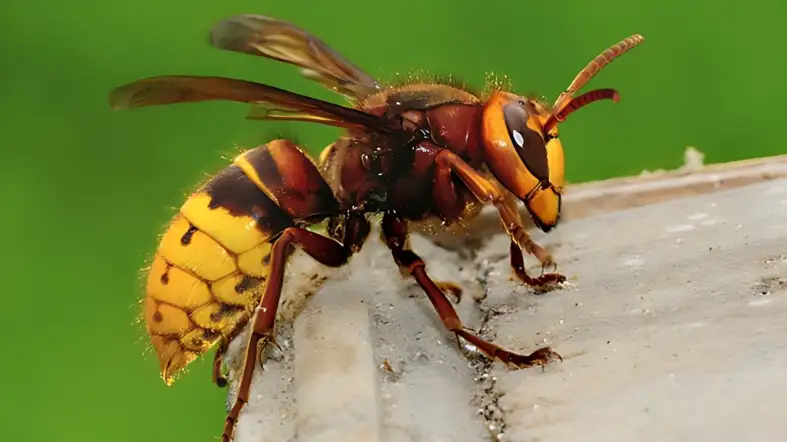 Wasps (e.g., Yellow Jacket, Paper Wasp, Hornet)