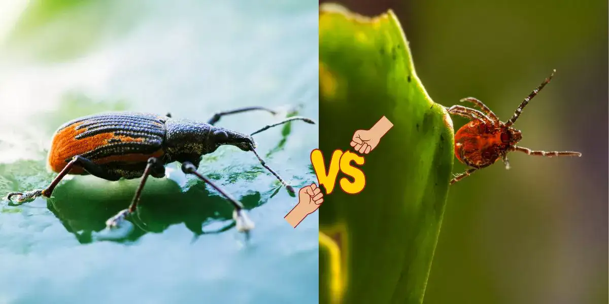 Weevil vs Tick