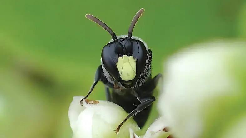 Yellow-Faced Bee (Hylaeus spp.)