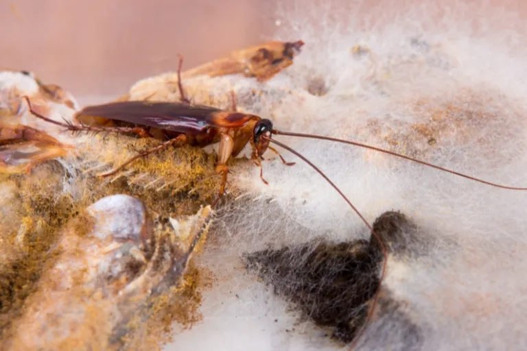 american cockroach the reddish brown invader