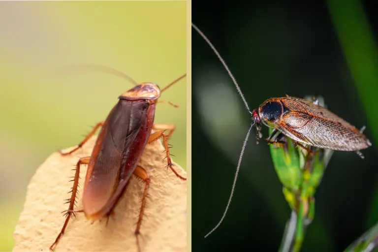 asian cockroach vs german cockroach