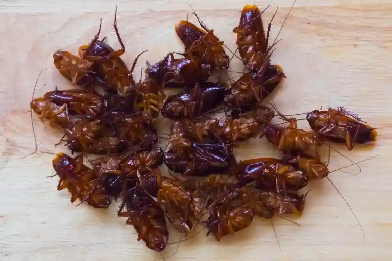 best way to get rid of a cockroach