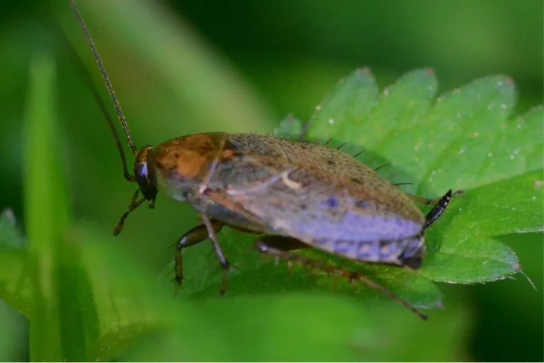 best way to get rid of german cockroach