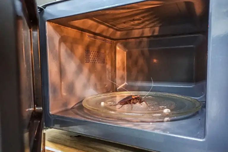 can a cockroach survive a microwave