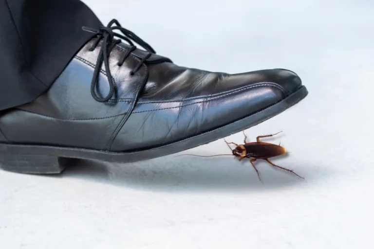 can you kill a cockroach by stepping on it