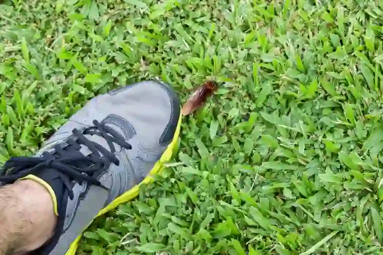 can you kill a cockroach with a shoe