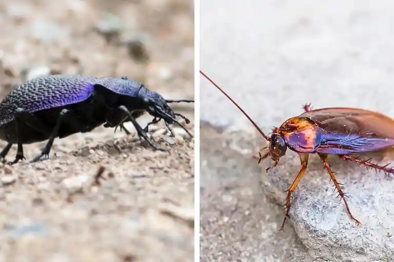 difference between a cockroach and a beetle