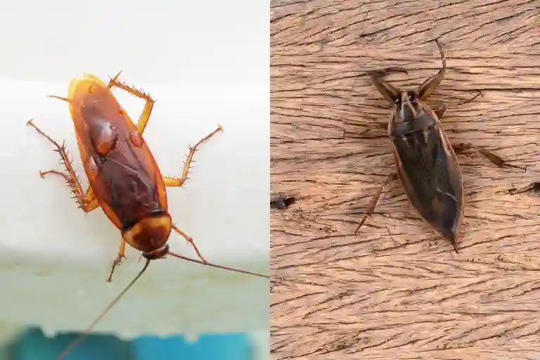 difference between a cockroach and a water bug