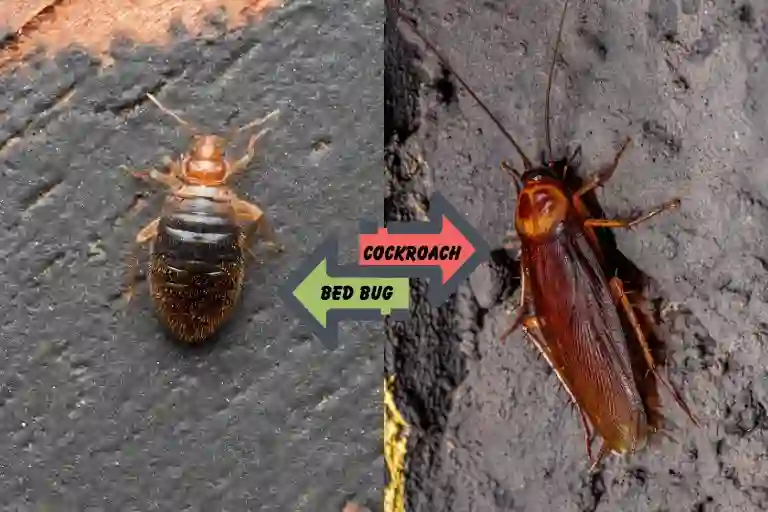 difference between cockroach and bed bug