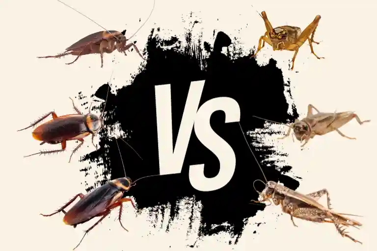 difference between cockroach and cricket