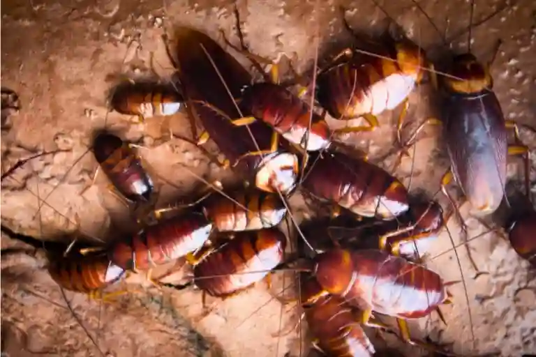 difference between cockroach and wood roach